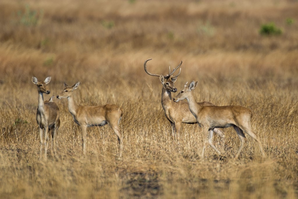 Eld's deer roam in the Shwe Settaw nature reserve in Magway region. (Ye Aung Thu / AFP)