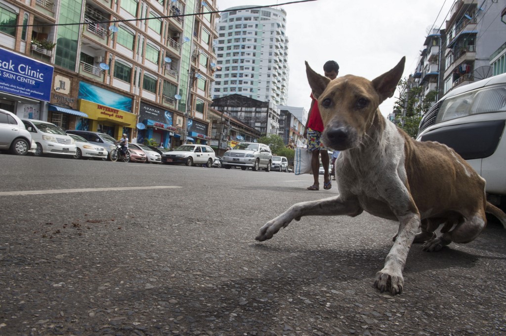  More than 100,000 stray dogs roam the streets of Yangon, sleeping in doorways, nosing through rubbish and barking their challenges to each other late into the night. (Romeo Gacad / AFP)