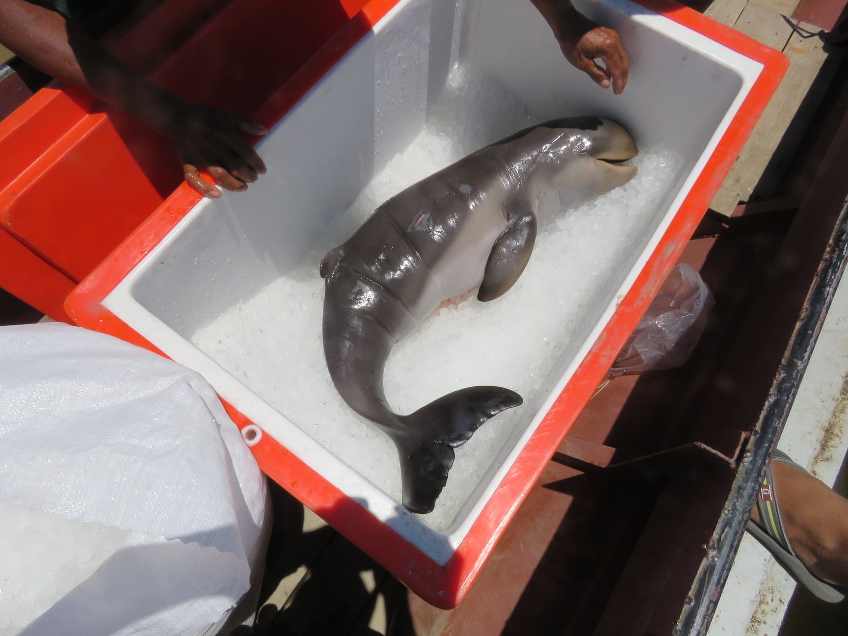 The body of the Irrawaddy dolphin calf was found in Mandalay region. (Wildlife Conservation Society)
