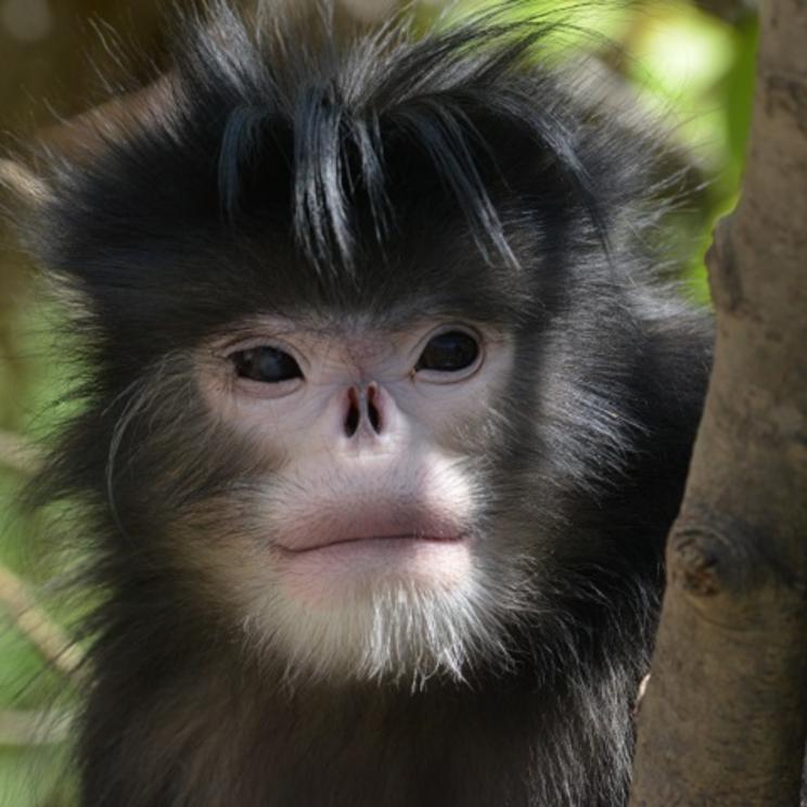 The Myanmar snub-nosed monkey lives in northern Kachin state. (Flora and Fauna International)
