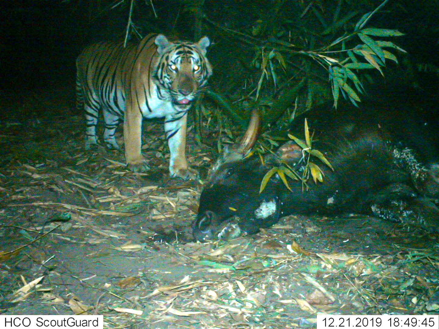  A tiger moves in on a dead wild gaur in Thailand's Mae Wong National Park in western Kamphaeng Phet province. (WWF-Thailand / Facebook)