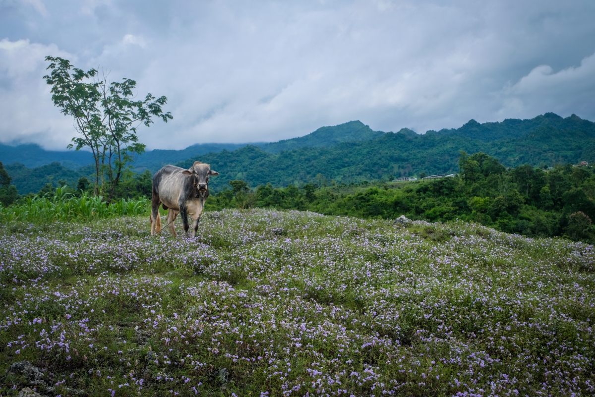 Typical scenery along the route from Ywangan back to Nyaung Shwe. (All photos by Marie Starr)