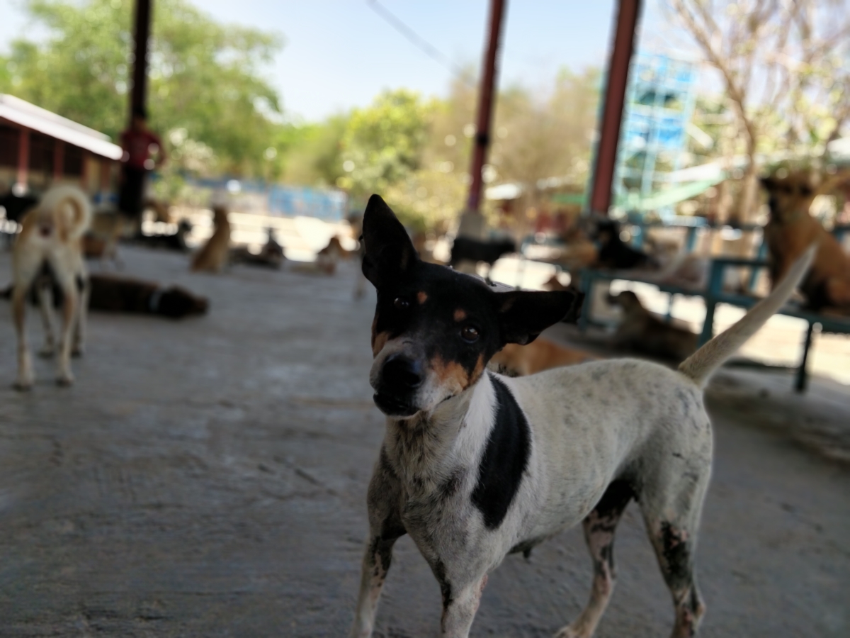 A dog poses for the camera at Yangon Animal Shelter. (Myanmar Mix)