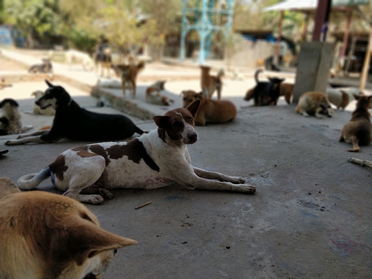 Yangon Animal Shelter is currently caring for more than 600 dogs. (Myanmar Mix)