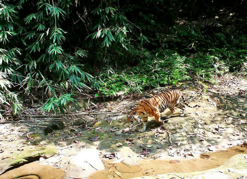 A tiger captured on camera in Myanmar. (World Conservation Society-Myanmar)