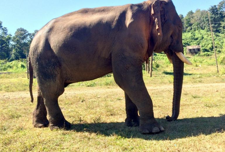 Thaung Sein Win, a retired elephant. (Carly Lynsdale/Myanmar Timber Elephant Project)