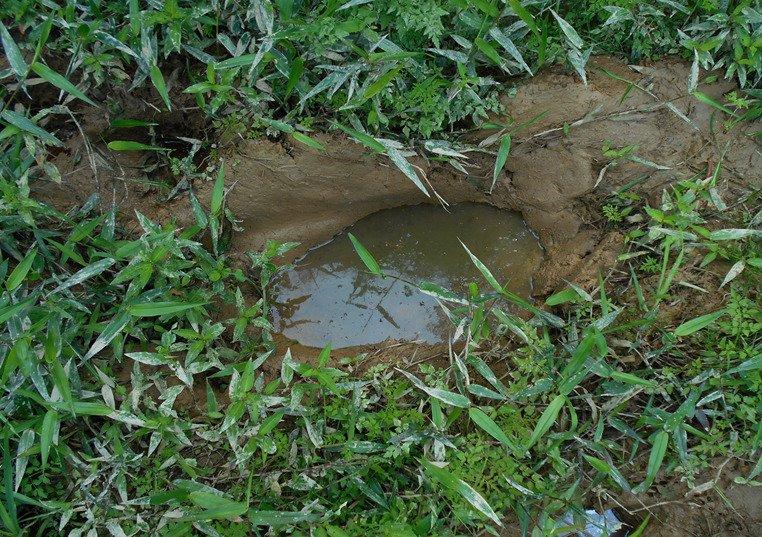 Elephants are widely recognized as “ecosystem engineers,” creating refuges for other animals and providing nutrients for the landscape where they live. (Thomas Rainwater)