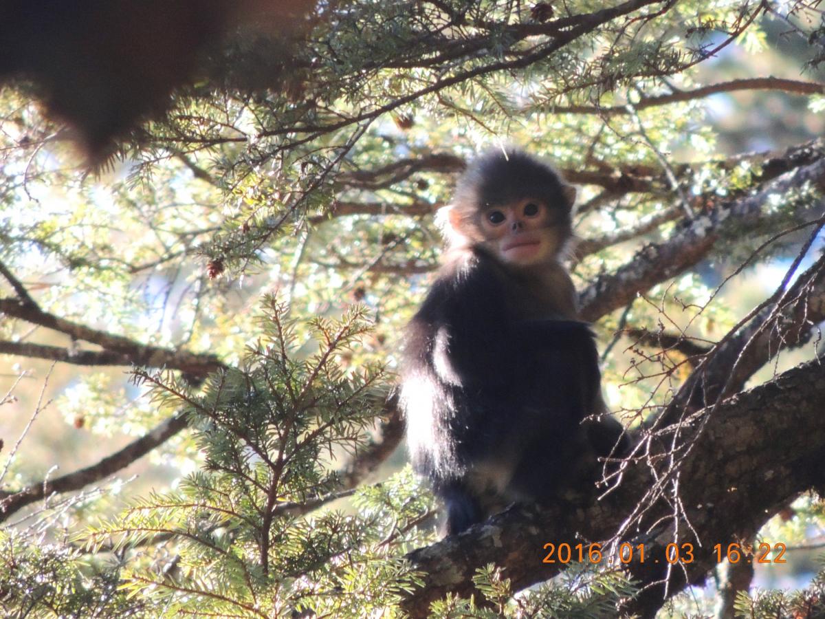 An infant Myanmar snub-nosed monkey. (Shaohua Dong / Flora and Fauna International)